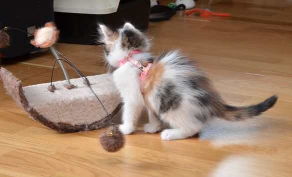 sibirisk kattunge Tracie
