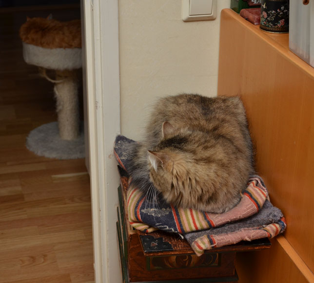 sibirisk katt Gabbie