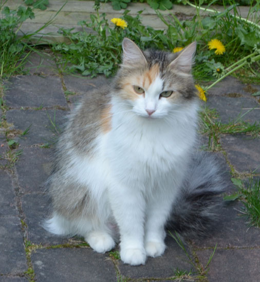 sibirisk katt Colbie