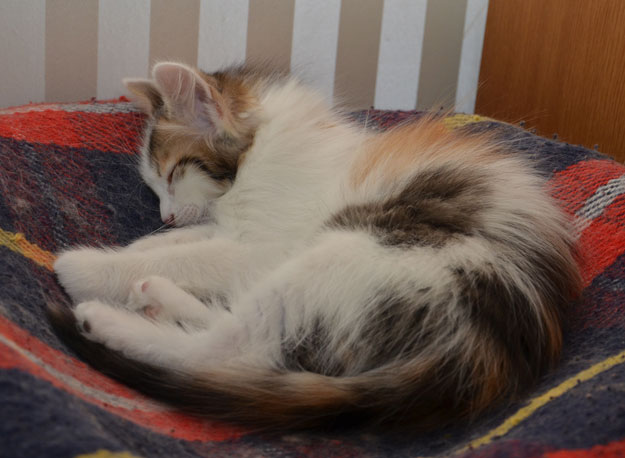 sibirisk kattunge Tracie