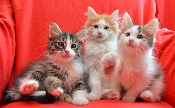 sibirisk katt T-kull
