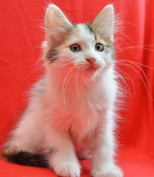 sibirisk kattunge Tracie