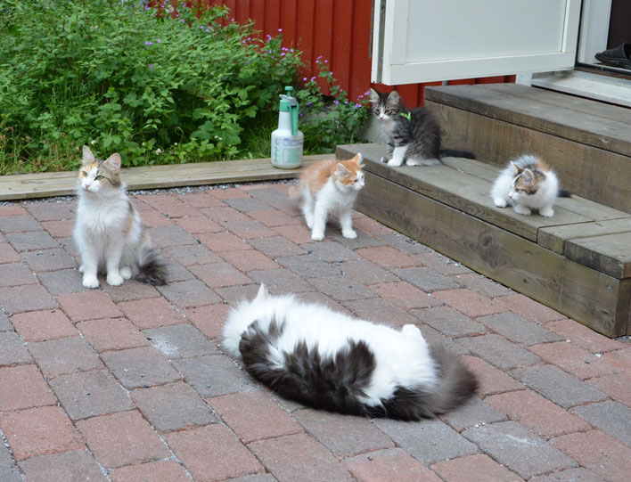 sibirisk katt