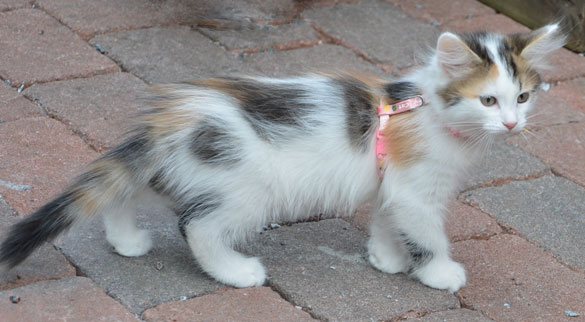 sibirisk kattunge Tracie