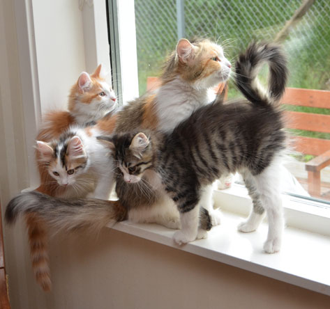 sibirisk katt T-kull