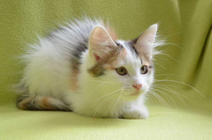 sibirisk kattunge Tracie