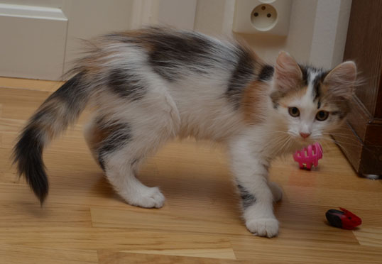 sibirisk katt Tracie