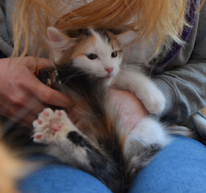 sibirisk kattunge Tracie