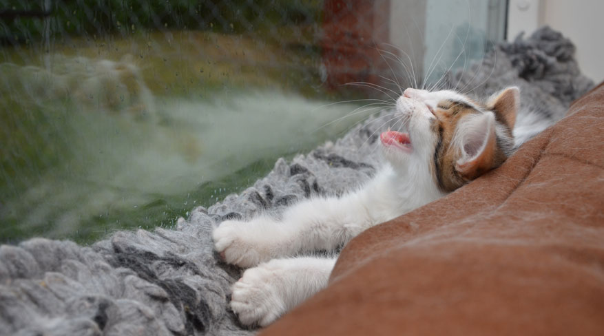sibirisk kattunge Tracie