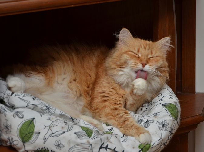 sibirisk katt Queeni