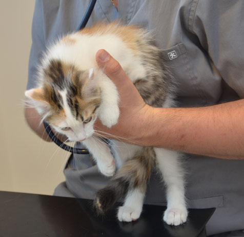 sibirisk kattunge Tracie
