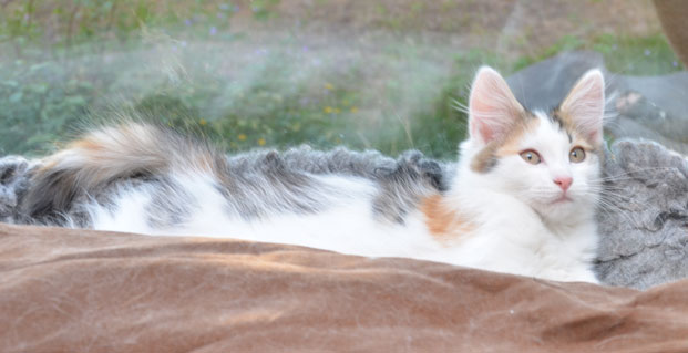 sibirisk kattunge Tracie