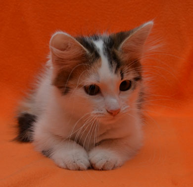 sibirisk kattunge Tracie
