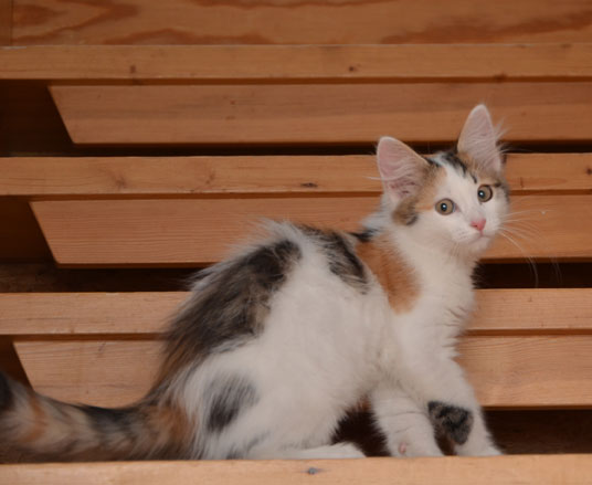 sibirisk kattunge Tracie