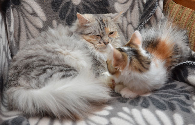 sibirisk katt Tracie