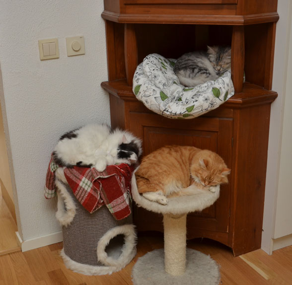 sibirisk katt