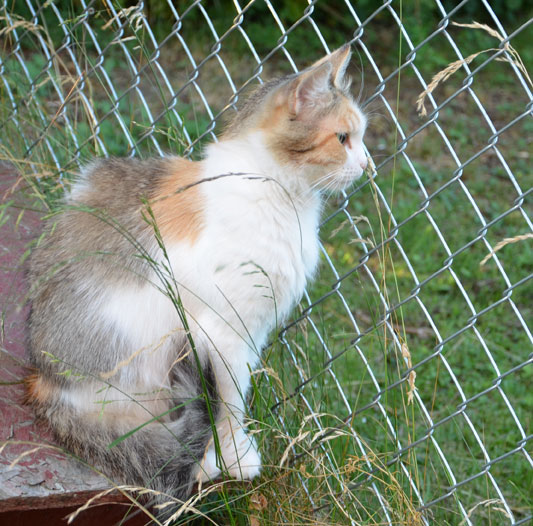 sibirisk katt Colbie