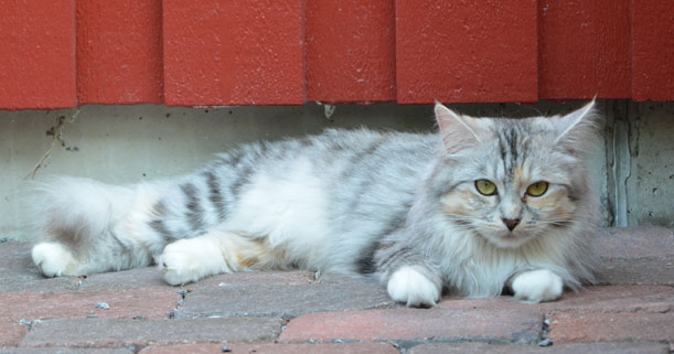 sibirisk katt Zinnie