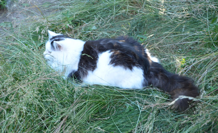sibirisk katt Junior