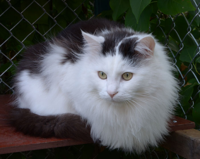 Sibirisk katt Junior