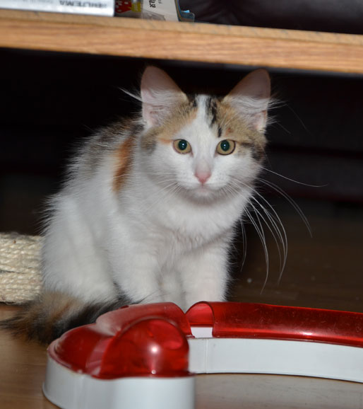 sibirsk kattunge Tracie