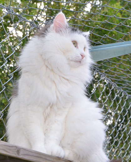 sibirisk katt Junior
