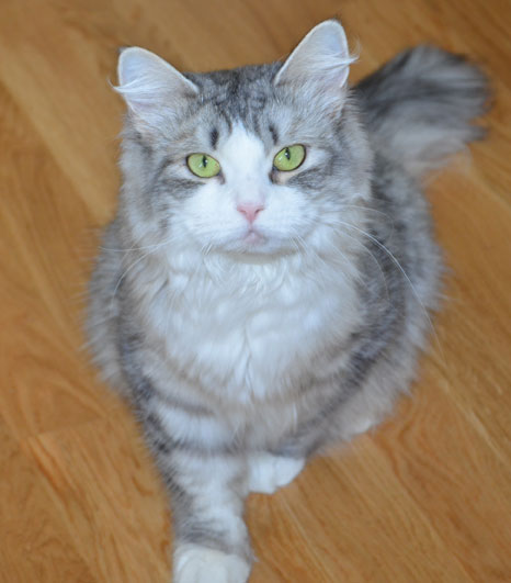 sibirisk katt Luna