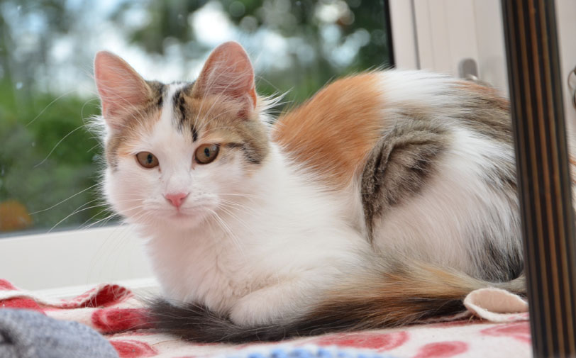 sibirisk katt Tracie