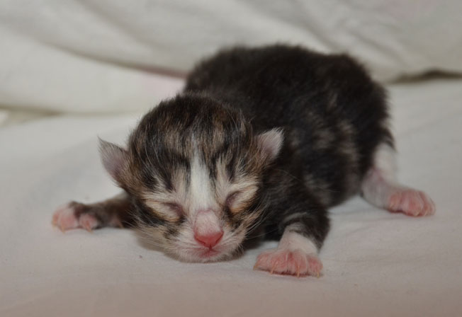 Sibirisk kattunge Umbriel