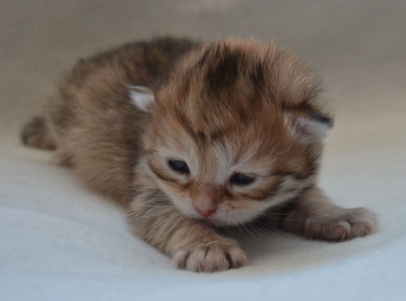 Sibirisk kattunge Unay