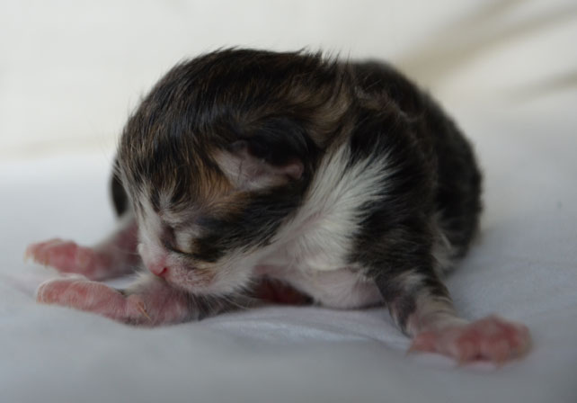 sibirisk kattunge Vega