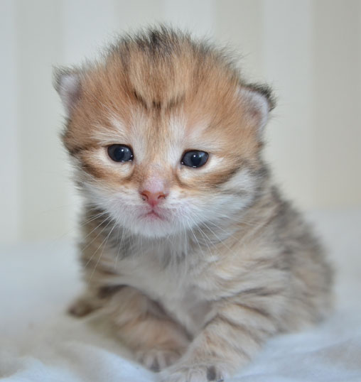 Sibirisk kattunge Unay