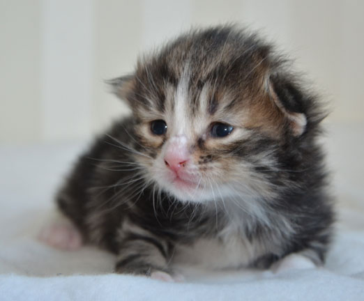 Sibirisk kattunge Umbriel