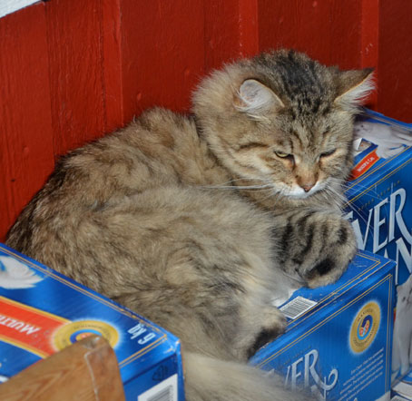 sibirisk katt Gabbie