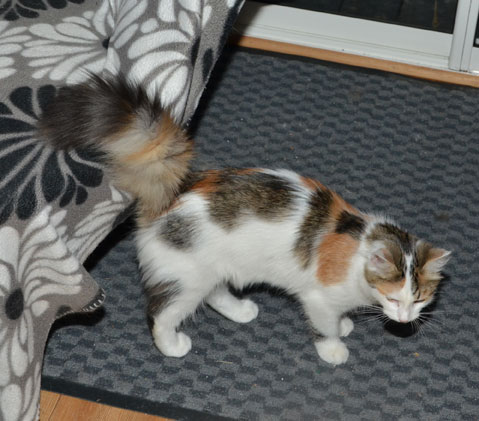 sibirisk kattunge Tracie