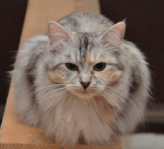sibirisk katt Zinnie