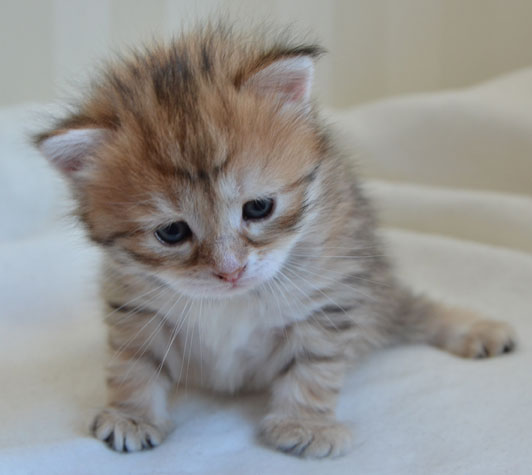 Sibirisk kattunge Unay
