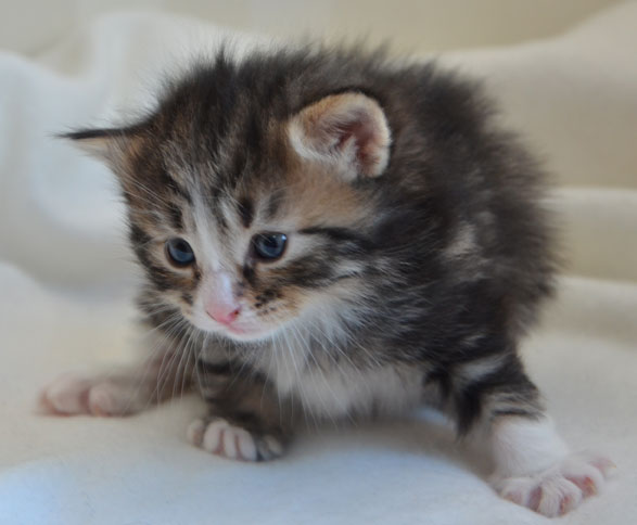 Sibirisk kattunge Umbriel