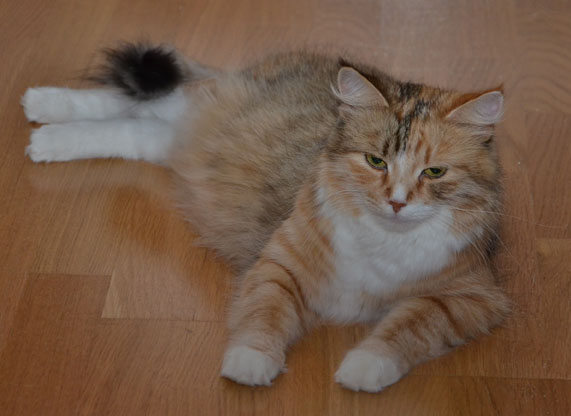 sibirisk katt Dani