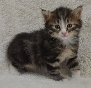 sibirisk kattunge Umbriel