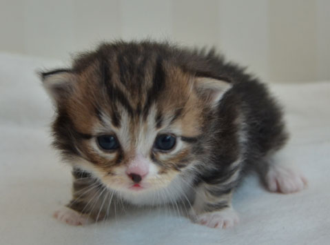 sibirisk kattunge Vega