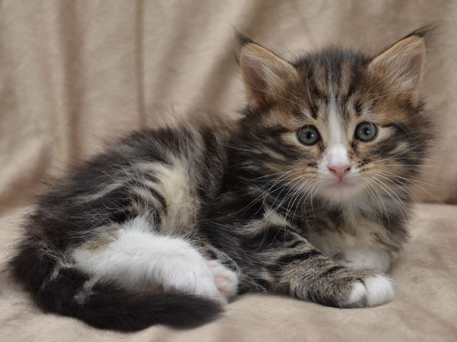 Sibirisk kattunge Umbriel