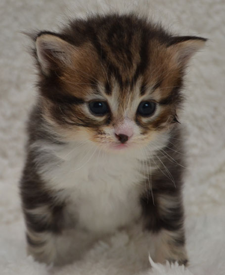 sibirisk kattunge Vega