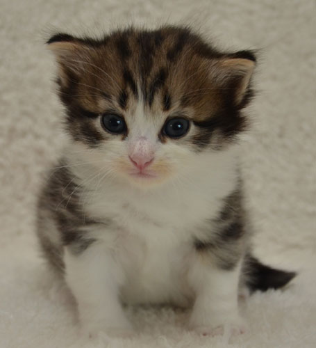 sibirisk kattunge Valentine