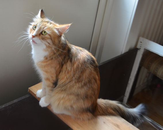 sibirisk katt Dani