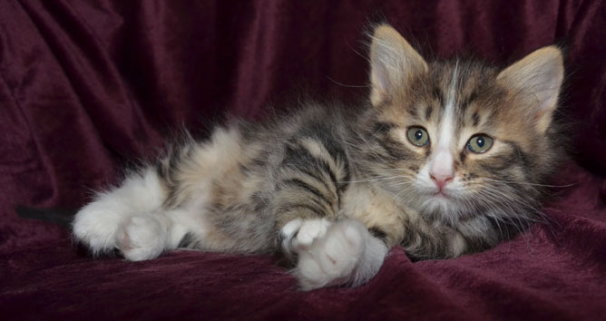 Sibirisk kattunge Umbriel