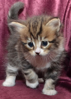 sibirisk kattunge Vega