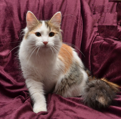 sibirisk katt Tracie