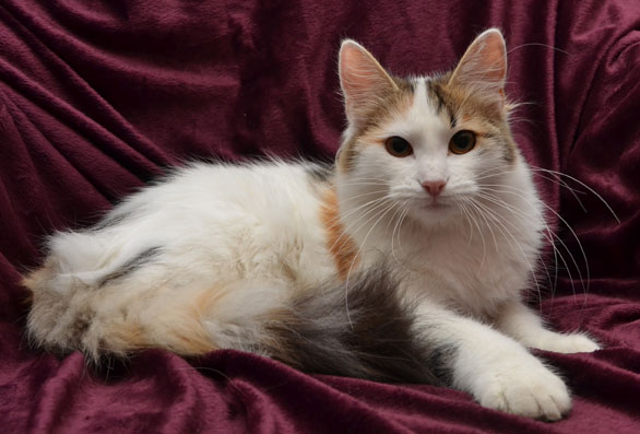 sibirisk kattunge Tracie