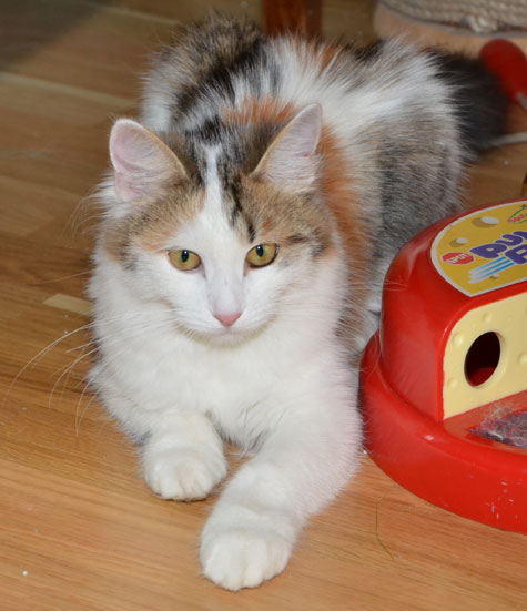 sibirisk kattunge Tracie